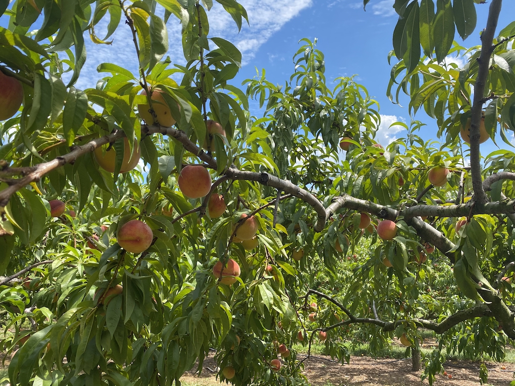 Demarest Farmの桃がり